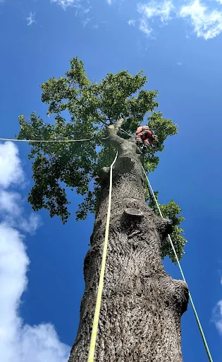 Fernoak Tree Surgeons Ltd photo 5