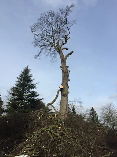 Maple Tree Services photo 1