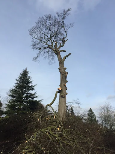 Maple Tree Services photo 3