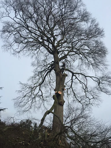 Maple Tree Services photo 4