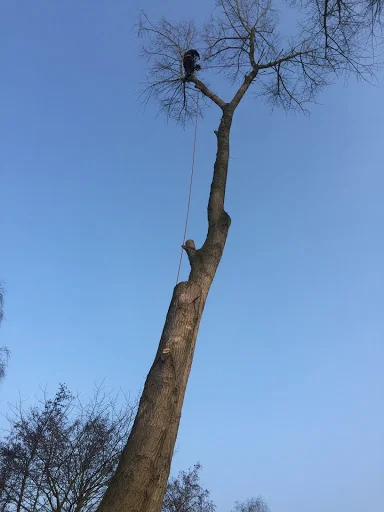 Maple Tree Services photo 6