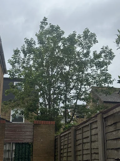 Four Seasons Tree Care photo 1