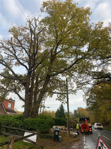 Four Seasons Tree Care photo 3