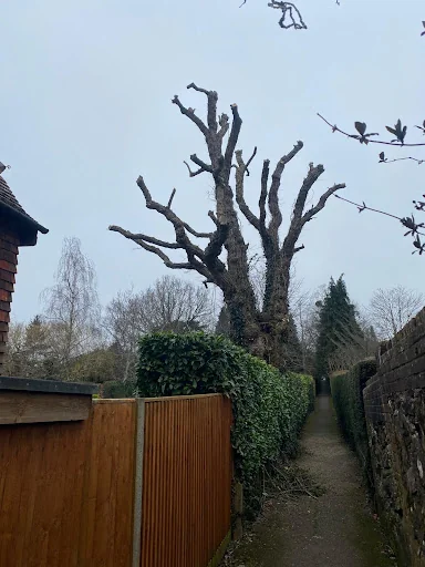 Four Seasons Tree Care photo 4