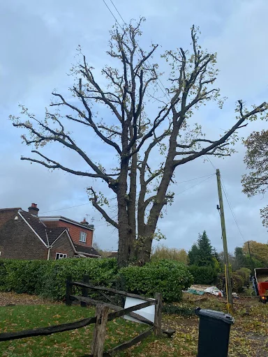 Four Seasons Tree Care photo 5