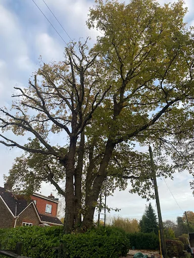 Four Seasons Tree Care photo 6