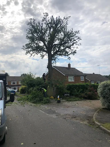 Four Seasons Tree Care photo 8