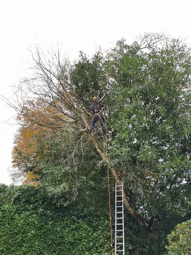 A R Garden Tree Care Ltd photo 1