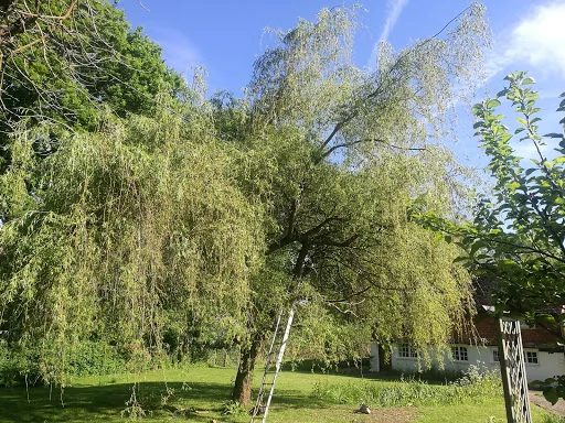 A R Garden Tree Care Ltd photo 2