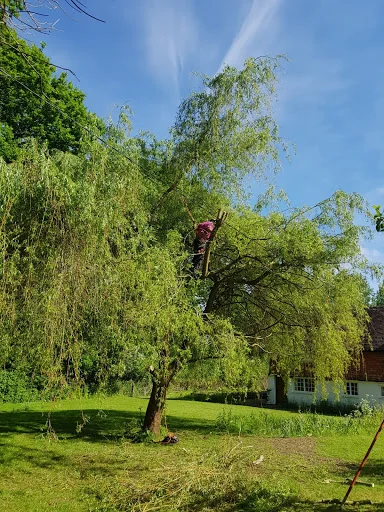 A R Garden Tree Care Ltd photo 3