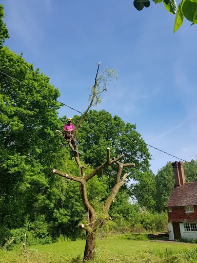 A R Garden Tree Care Ltd photo 4