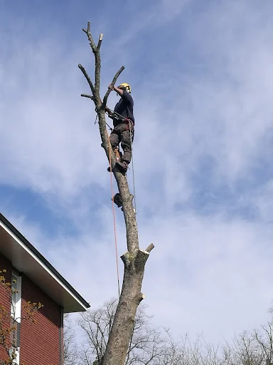 A R Garden Tree Care Ltd photo 7