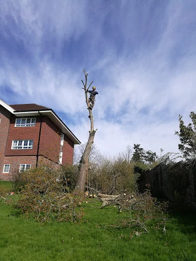 A R Garden Tree Care Ltd photo 8